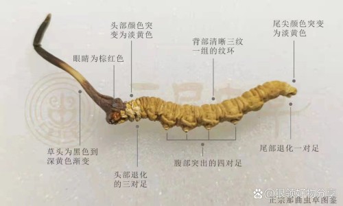 氯雷他定胶囊小便黄网-分享吃了氯雷他定尿的颜色不一样吗，氯雷他定片会导致尿黄知识库